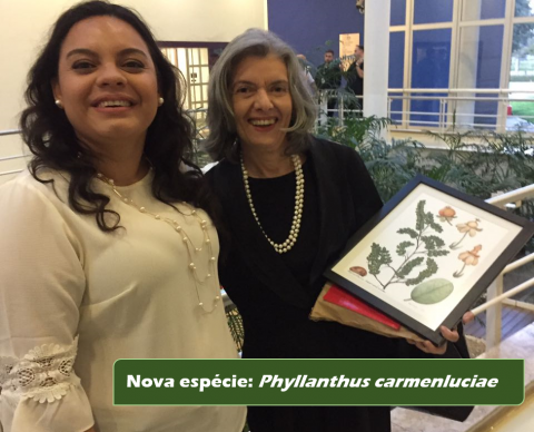 Nova espécie publicada  Nova espécie publicada